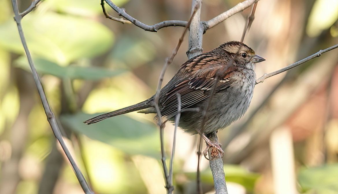 White-throated Sparrow - ML393215711