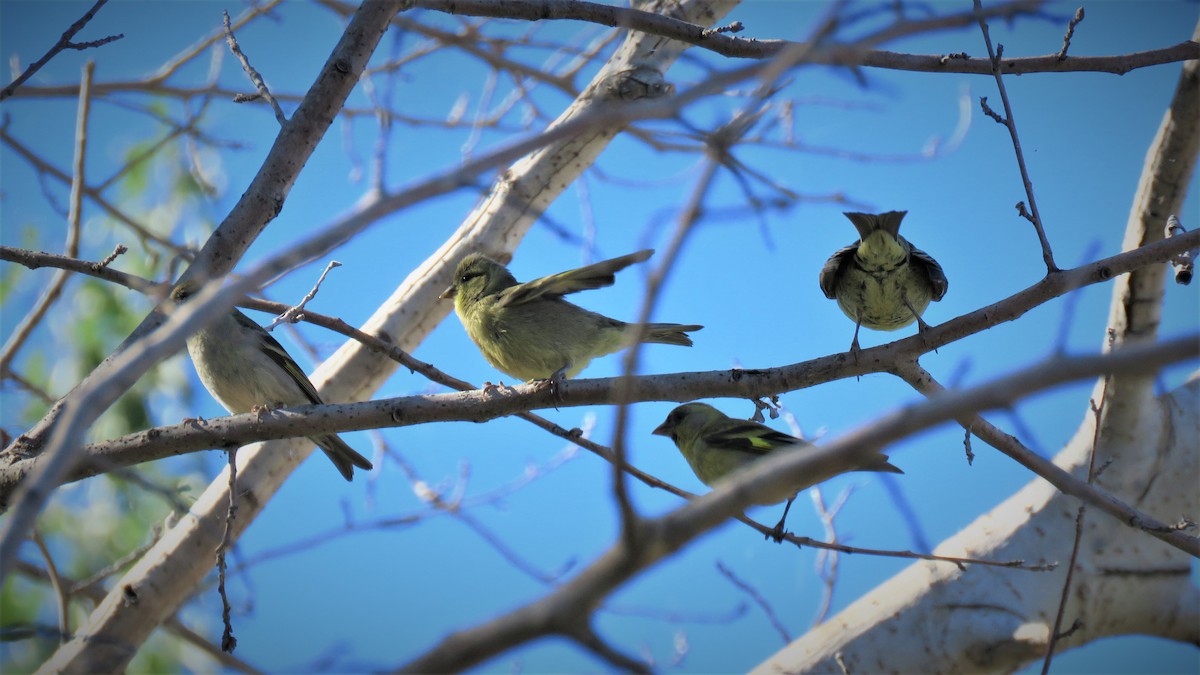 Black-chinned Siskin - ML393215971