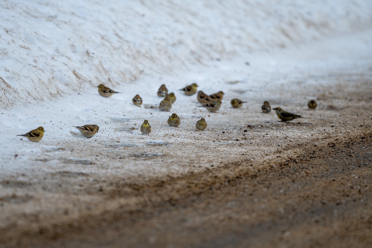 American Goldfinch - ML393215981