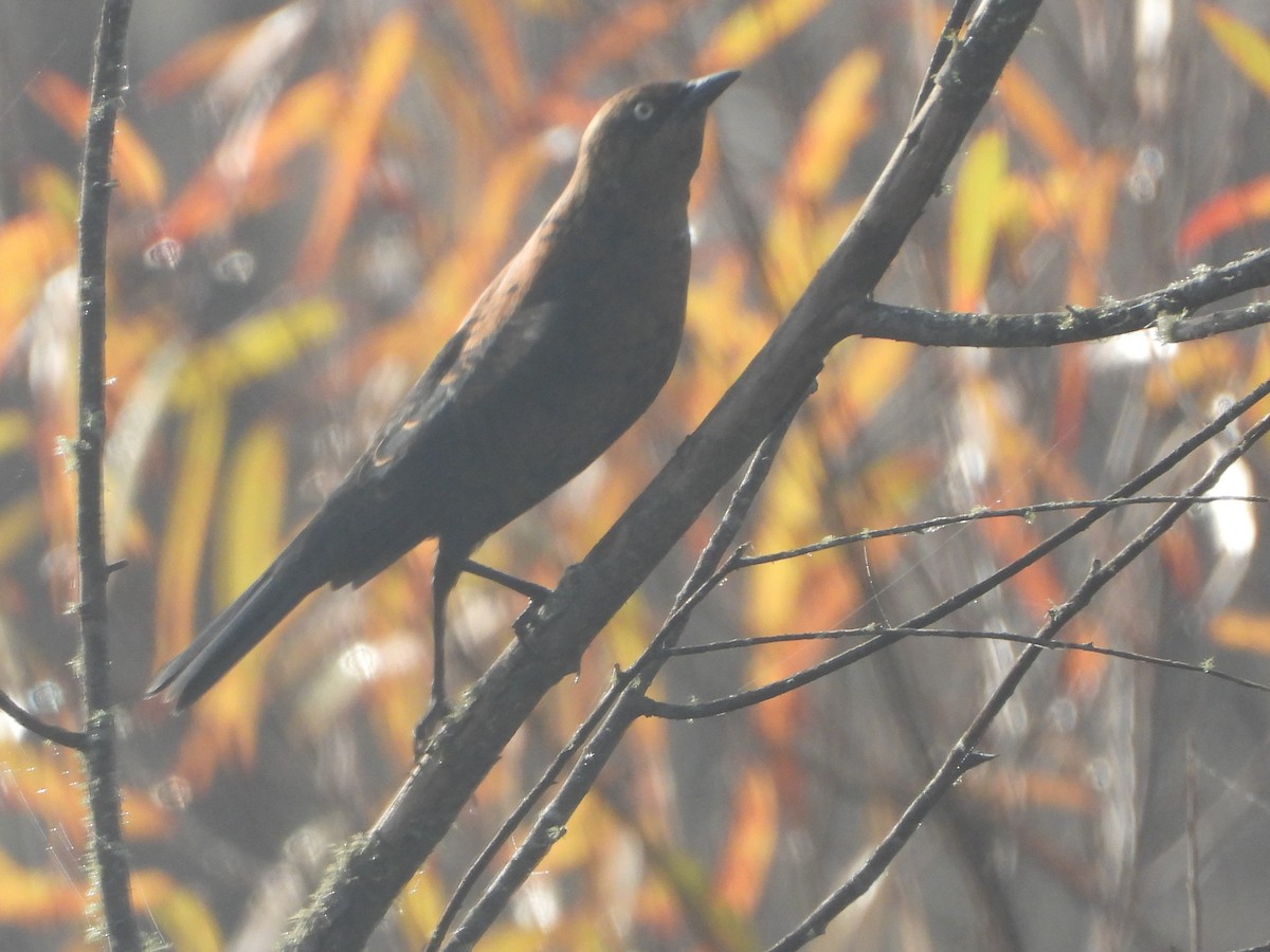 Rusty Blackbird - ML393216331