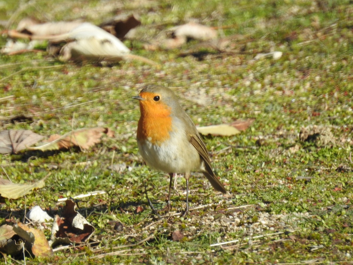 European Robin - ML393216391