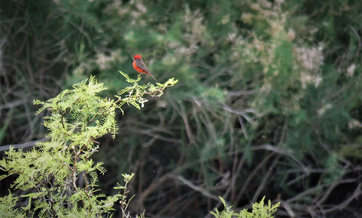 Vermilion Flycatcher - ML393217091