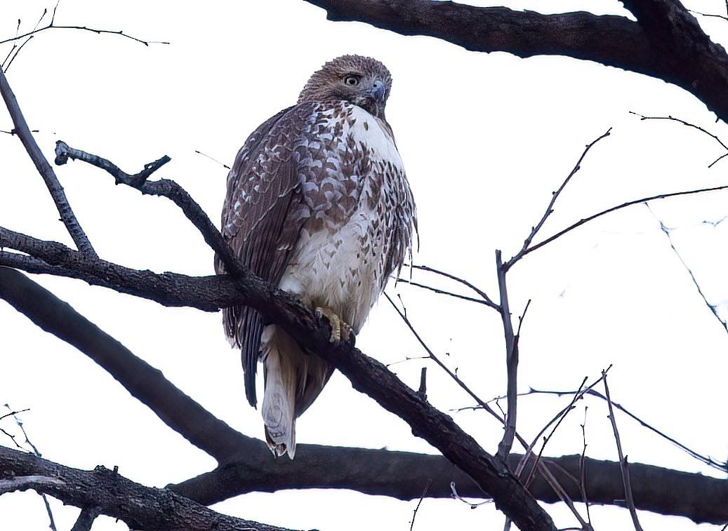 Red-tailed Hawk - ML393217211
