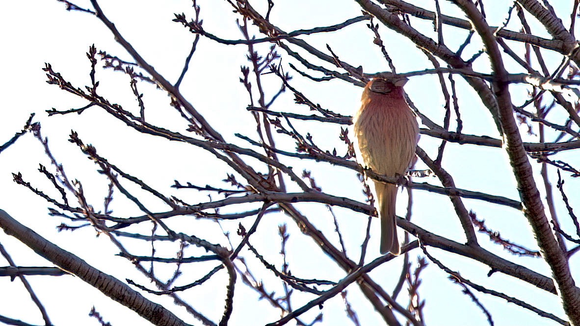 House Finch - ML393217341