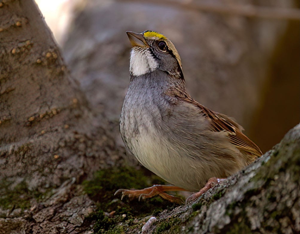 White-throated Sparrow - ML393217931
