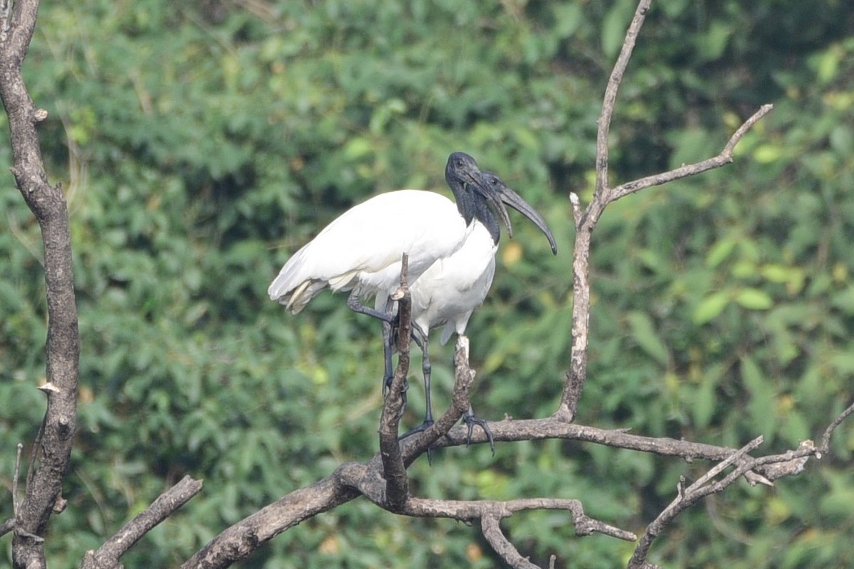 Black-headed Ibis - Deepak Gujar