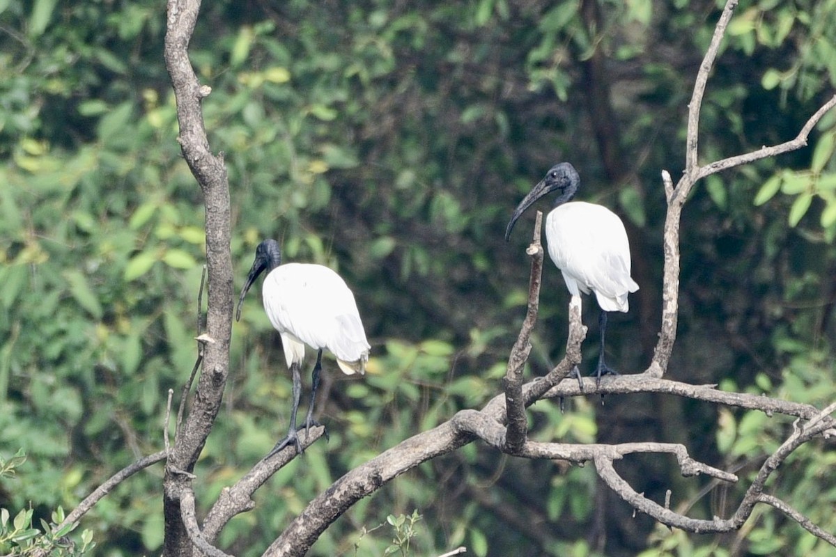 Black-headed Ibis - Deepak Gujar