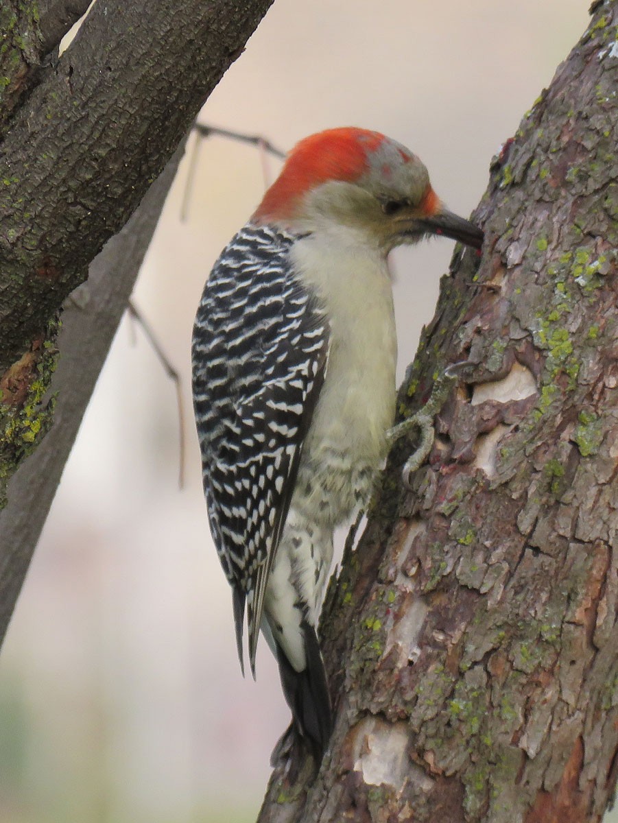 Red-bellied Woodpecker - ML39321821