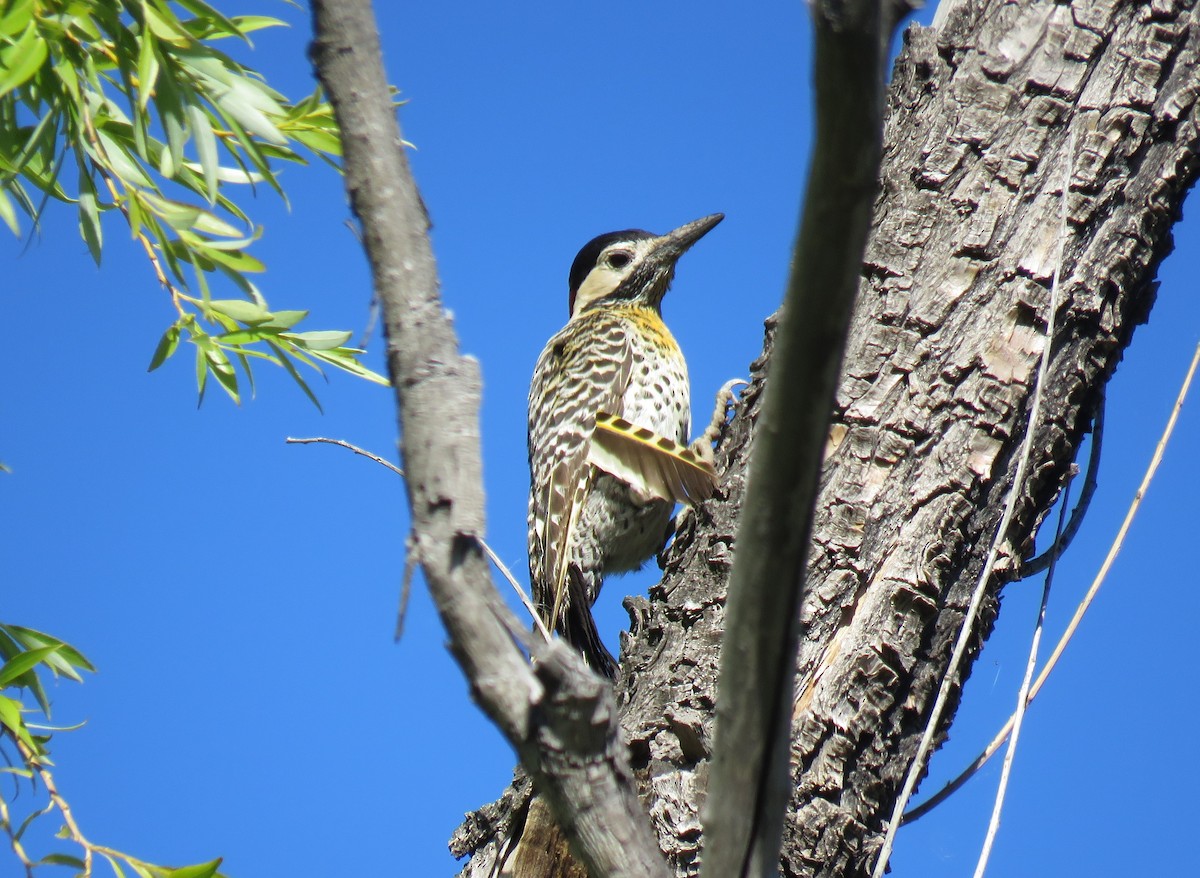 Green-barred Woodpecker - ML393218641