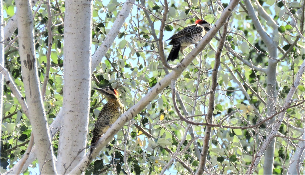 Green-barred Woodpecker - ML393218721