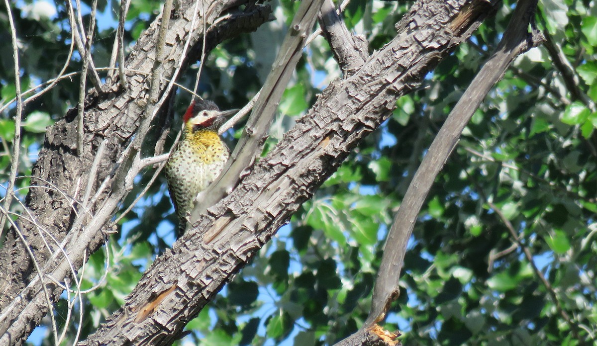 Green-barred Woodpecker - ML393218841