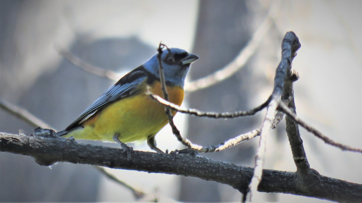 Blue-and-yellow Tanager - ML393219111