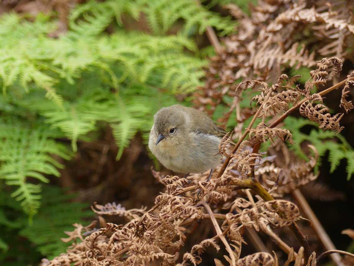 Gray Warbler-Finch - ML393220741