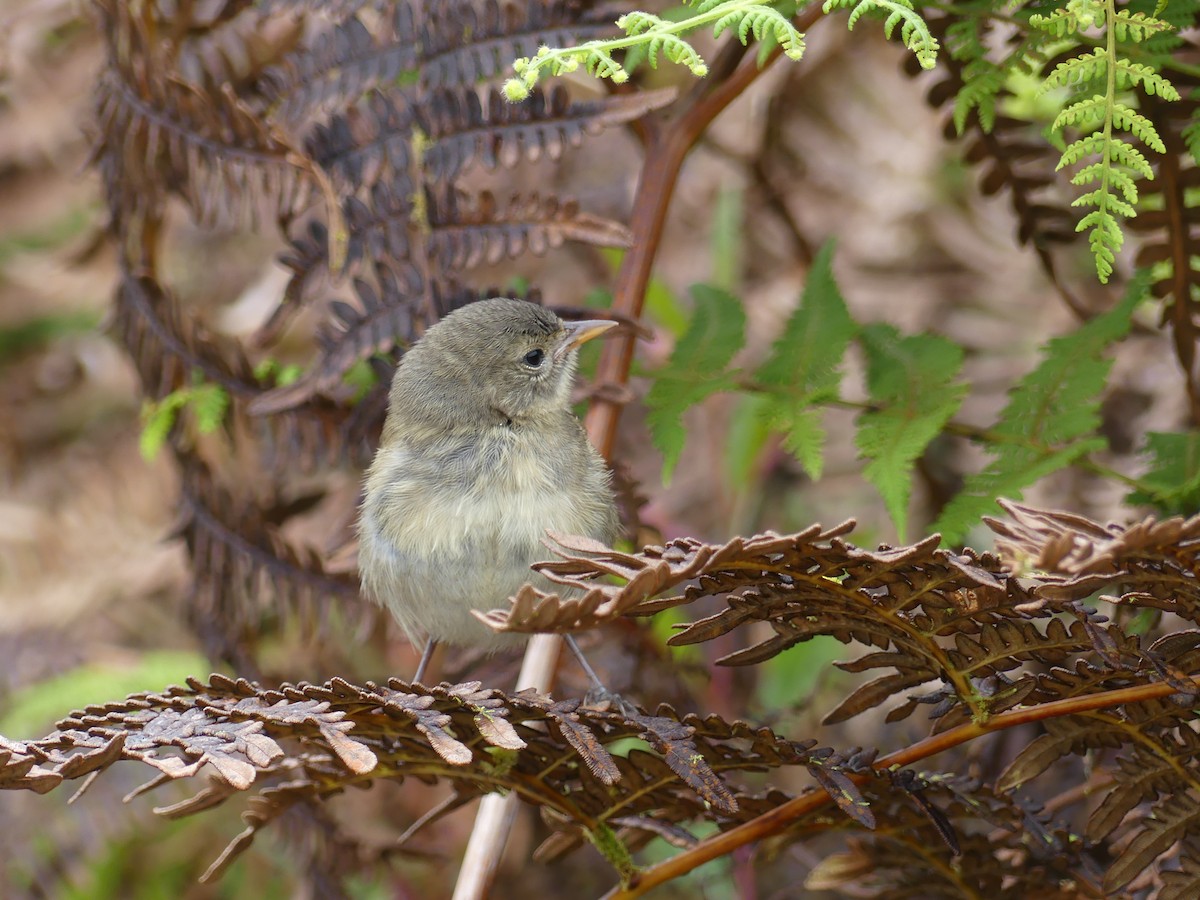 Gray Warbler-Finch - ML393220791