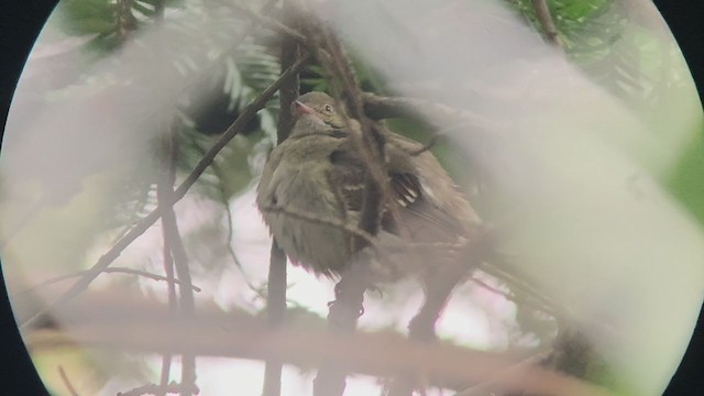 Small-billed Elaenia - ML393221661