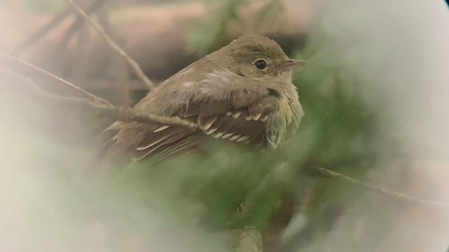 Small-billed Elaenia - ML393221851