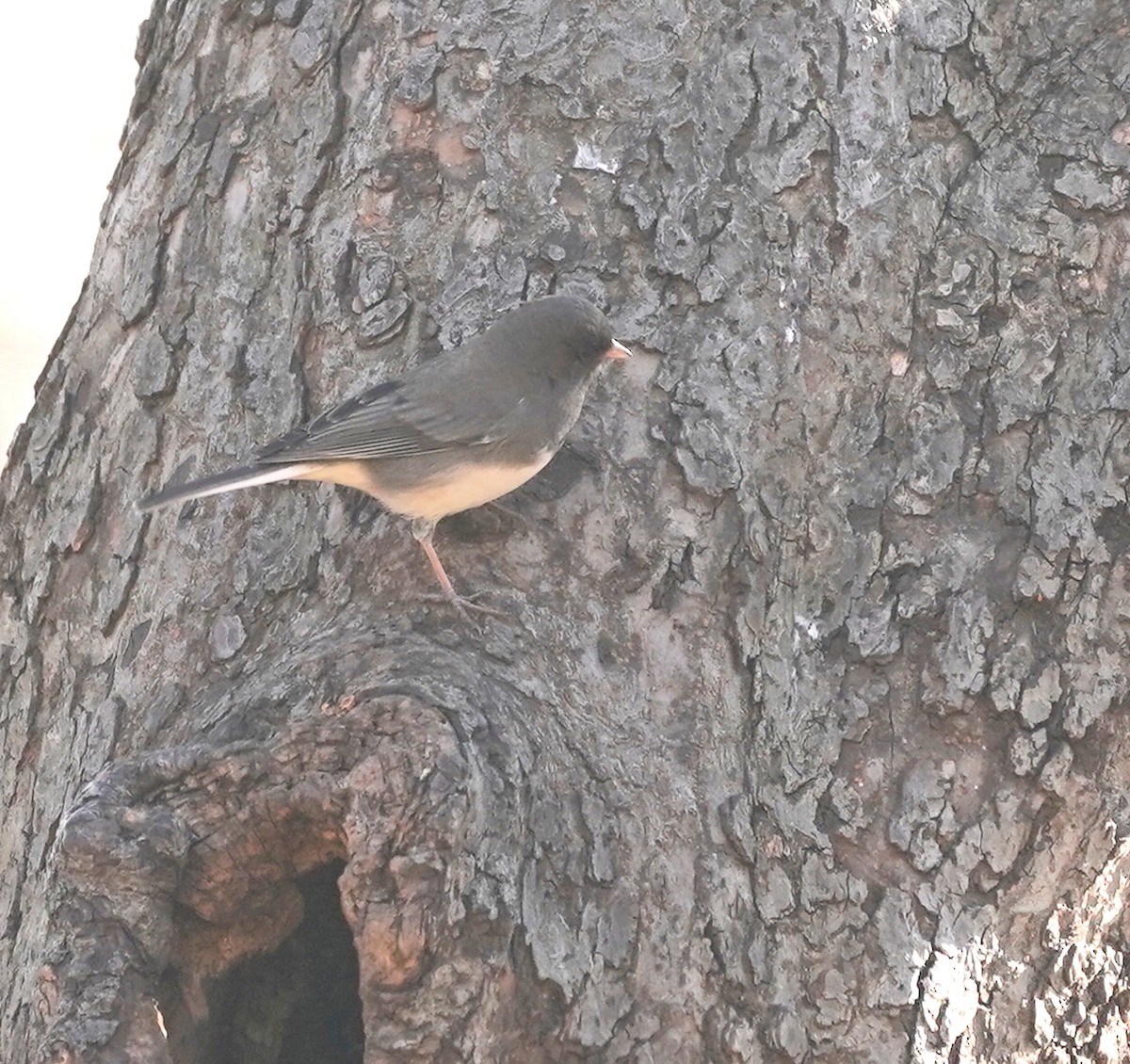 Dark-eyed Junco - ML393222271