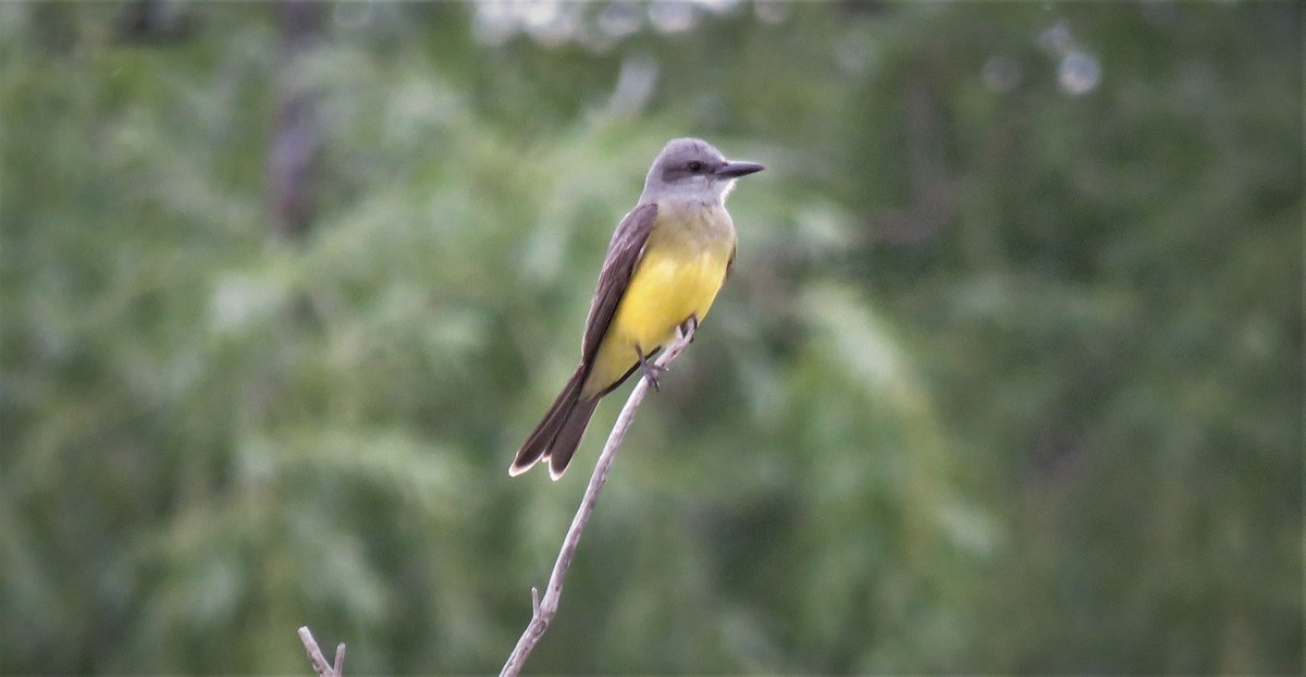 Tropical Kingbird - ML393222711