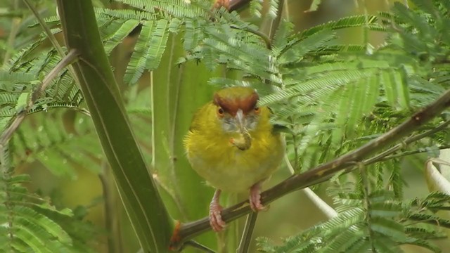 アカマユカラシモズ - ML393224991