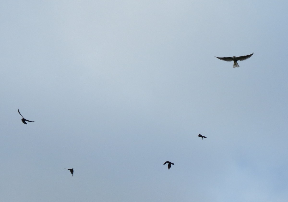 White-tailed Kite - ML39322691