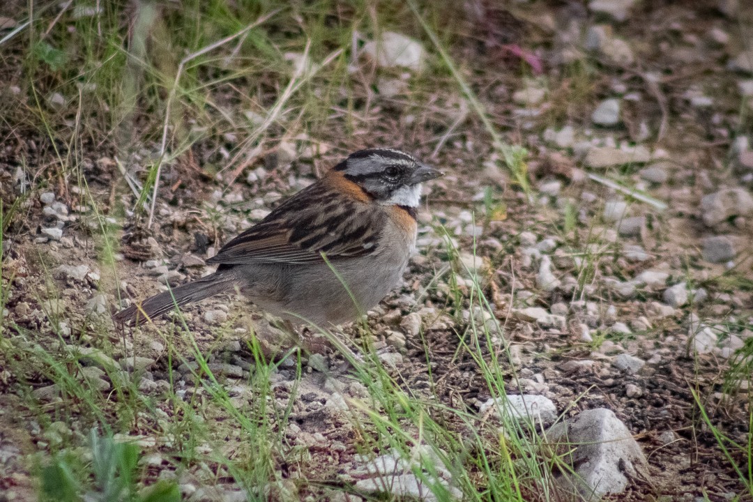 Rufous-collared Sparrow - ML393228321