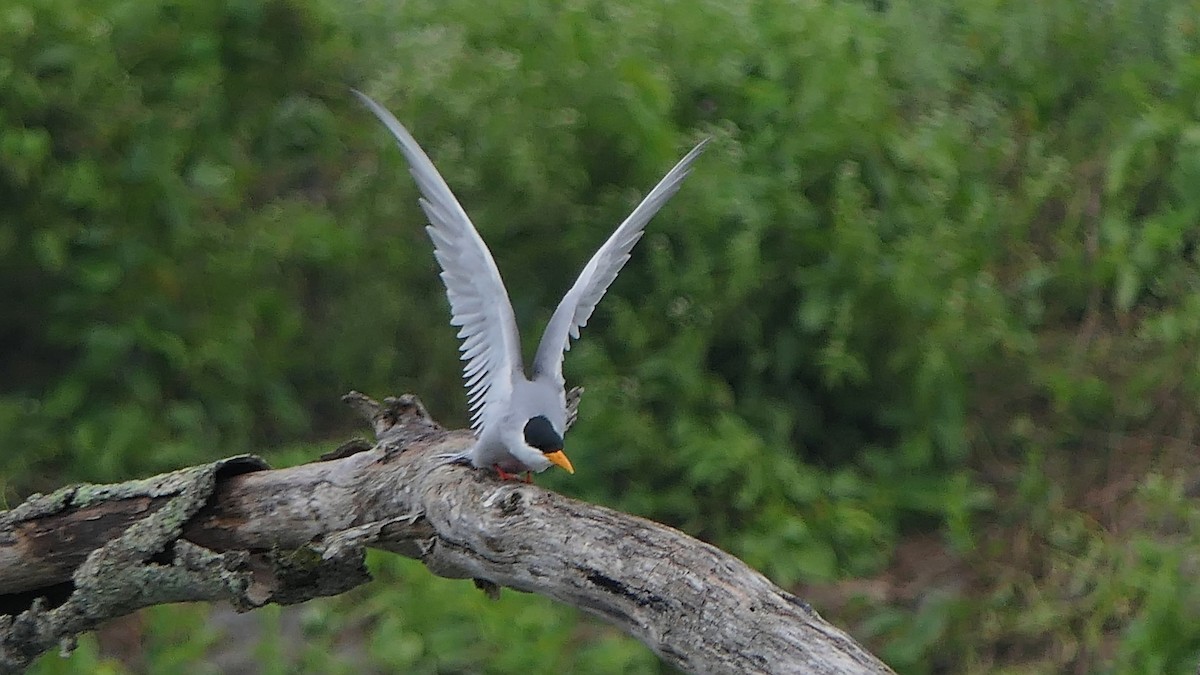 River Tern - ML393232261