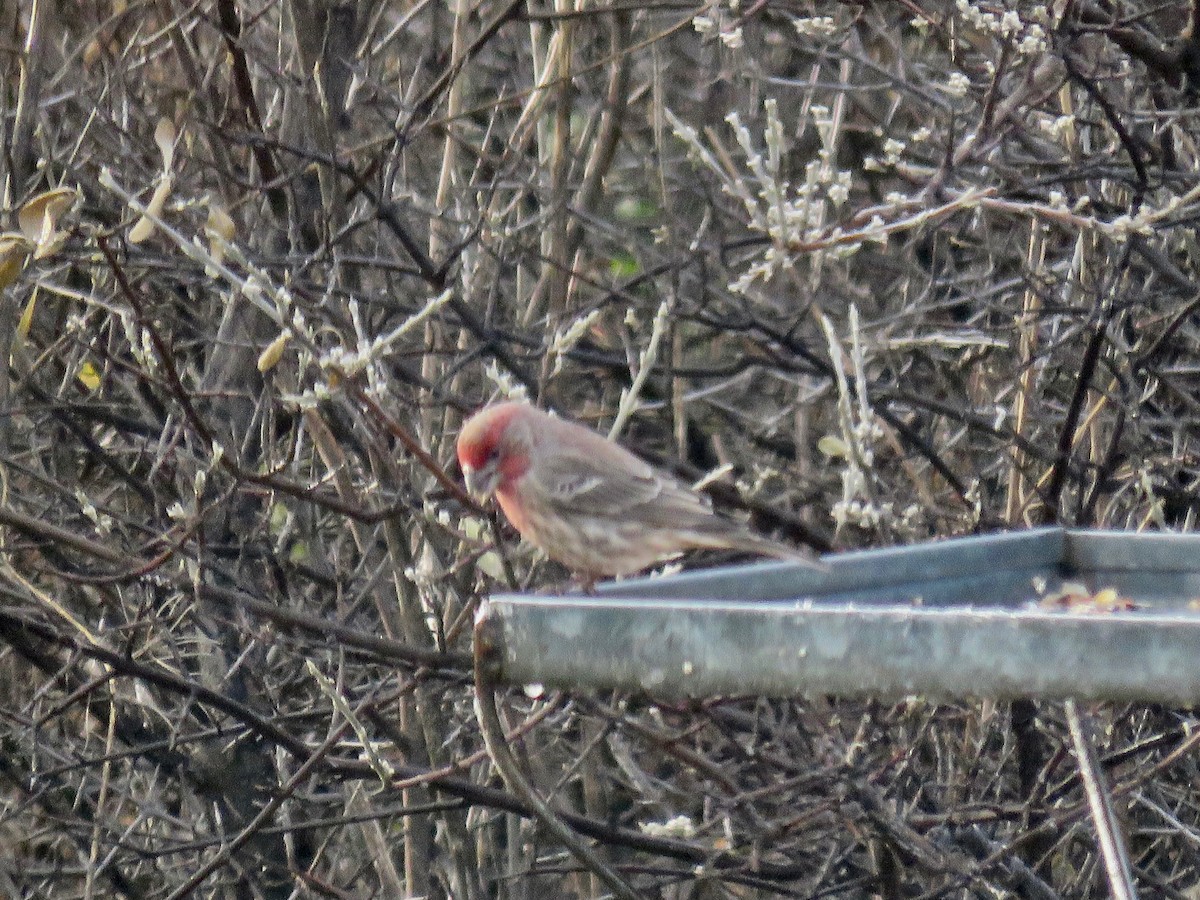 House Finch - ML39323291