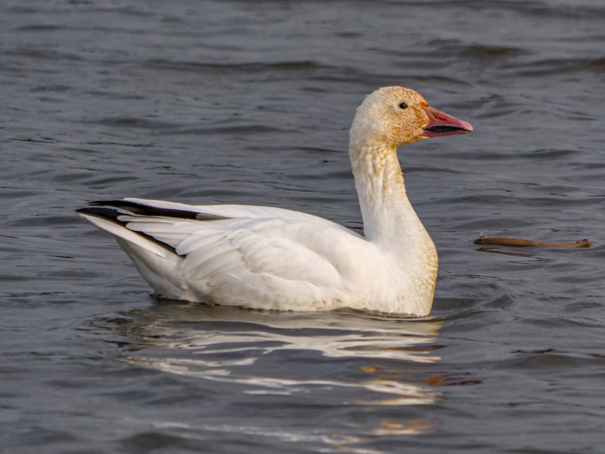 Snow Goose - ML393234391