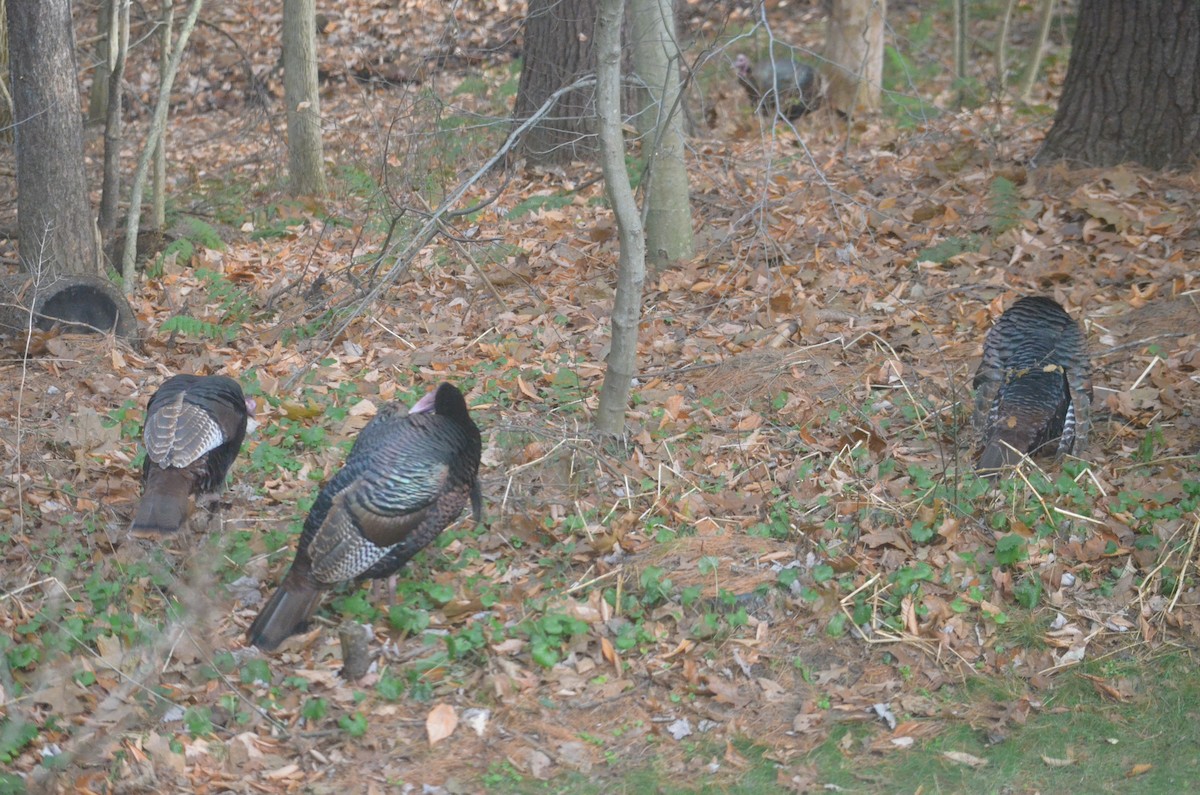 Wild Turkey - ML393235821