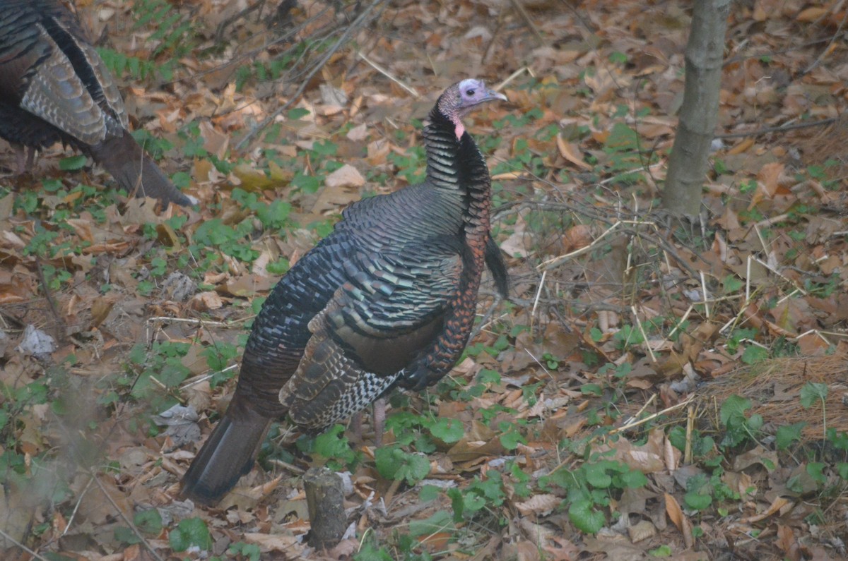 Wild Turkey - ML393235831