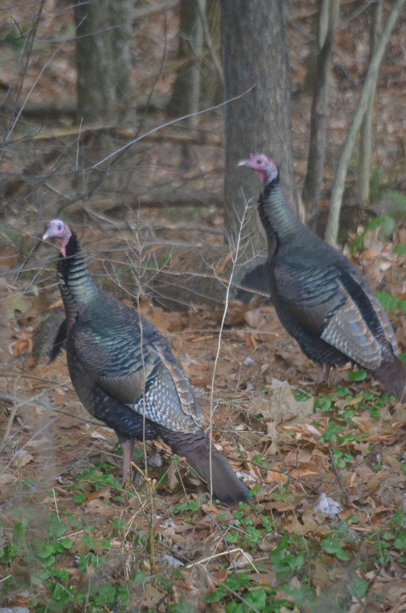 Wild Turkey - ML393235841