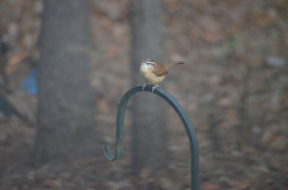 Carolina Wren - ML393235891