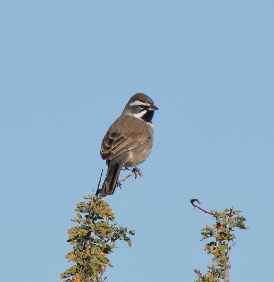 Black-throated Sparrow - ML393236381