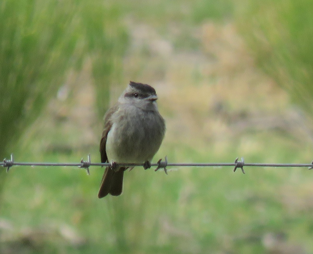 Crowned Slaty Flycatcher - ML393236461