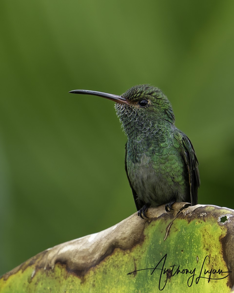 Rufous-tailed Hummingbird - Anthony Lujan