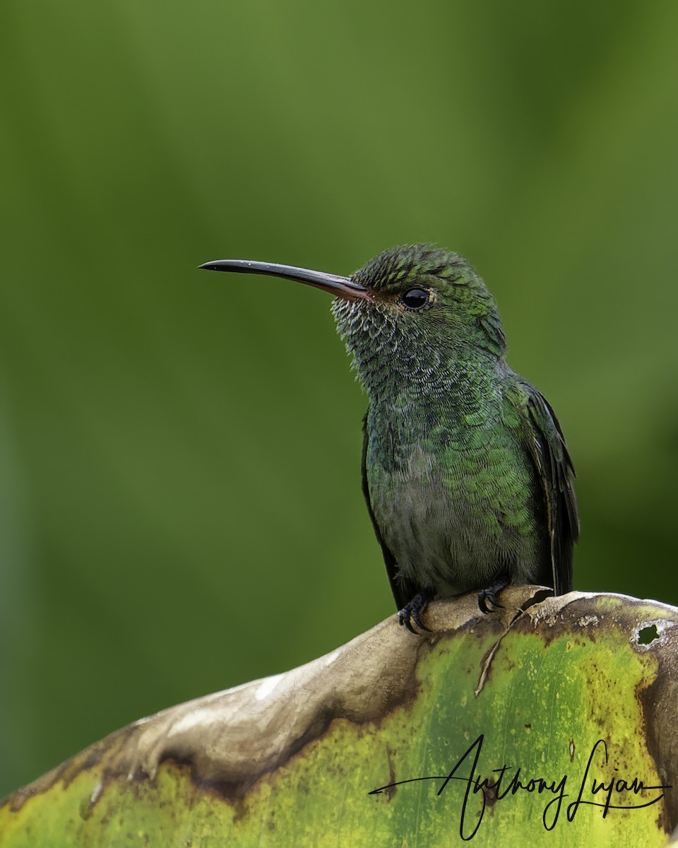 Rufous-tailed Hummingbird - ML393237971