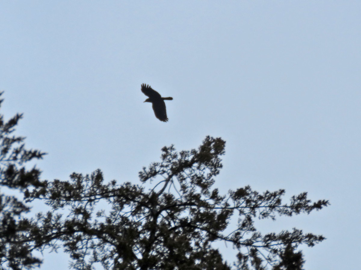 American Crow - ML393238201
