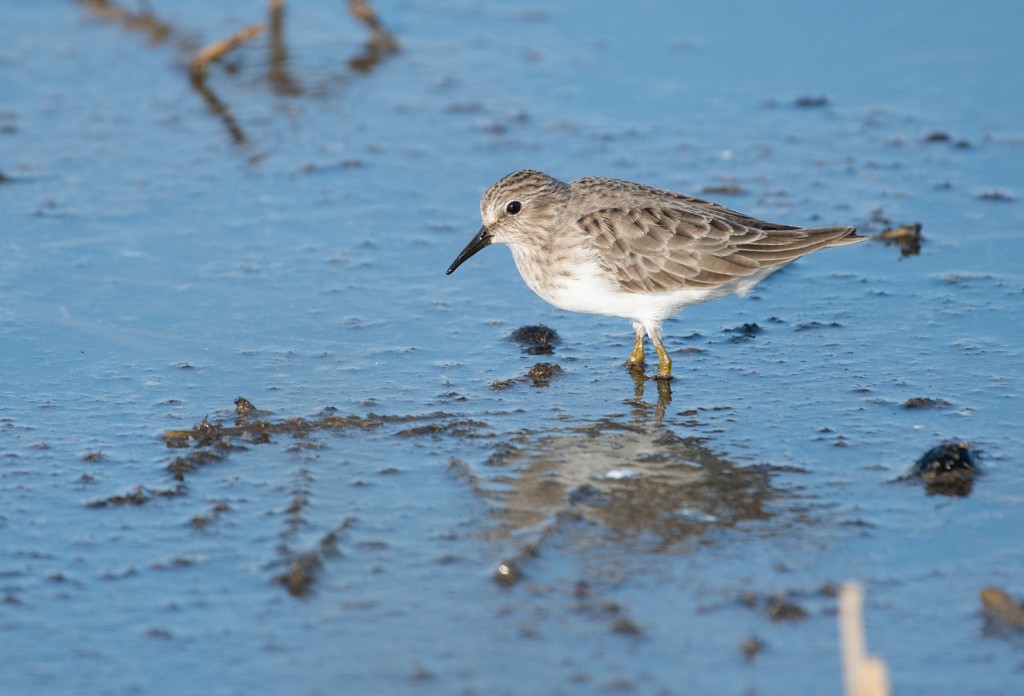 Least Sandpiper - ML393239891