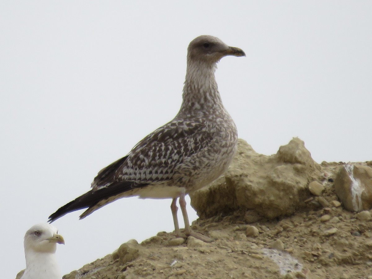 Lesser Black-backed Gull - ML393240031