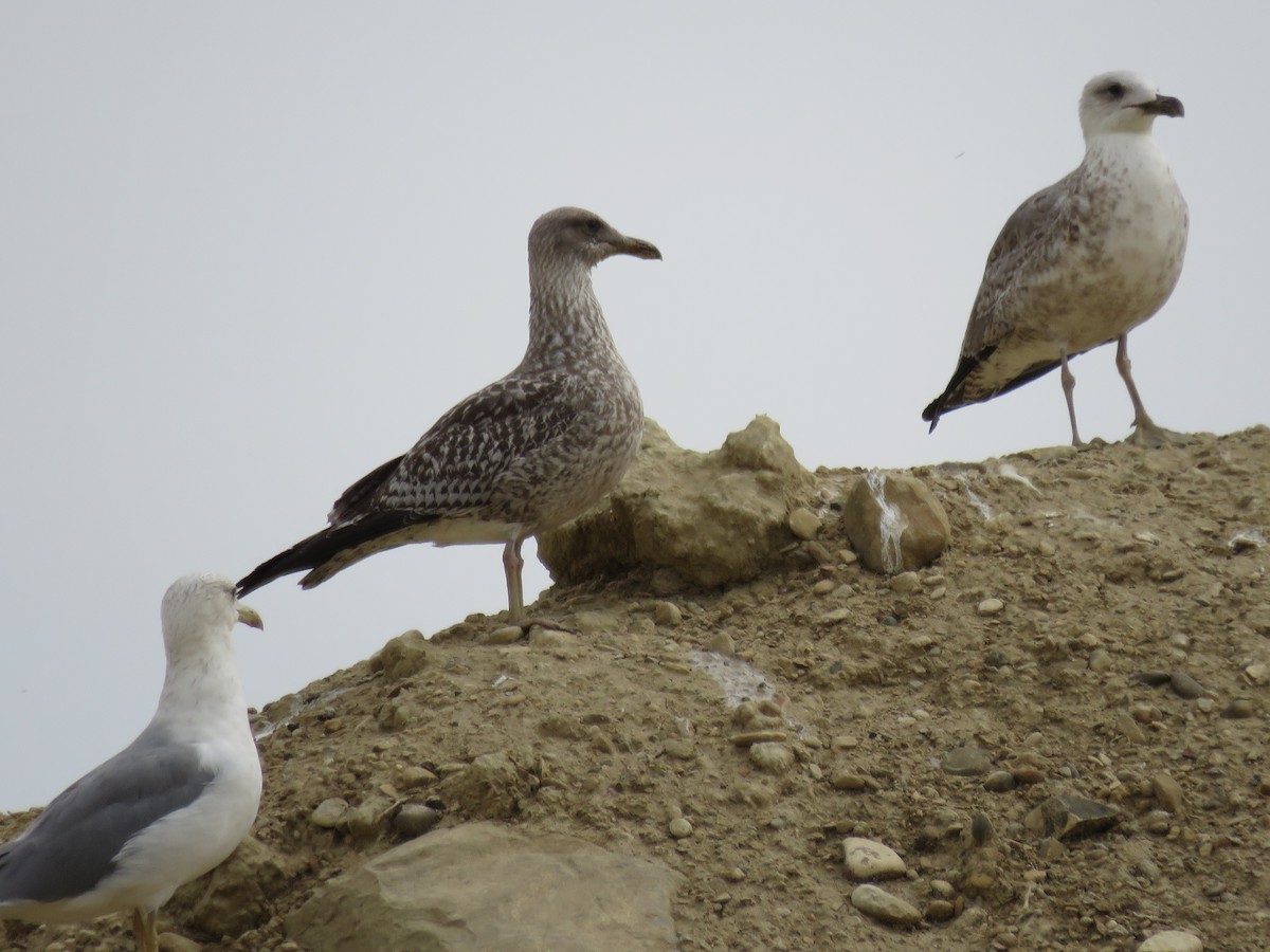 Lesser Black-backed Gull - ML393240151