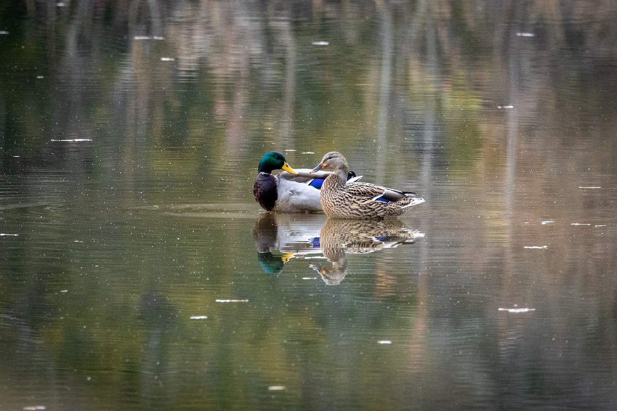 Canard colvert - ML393241841