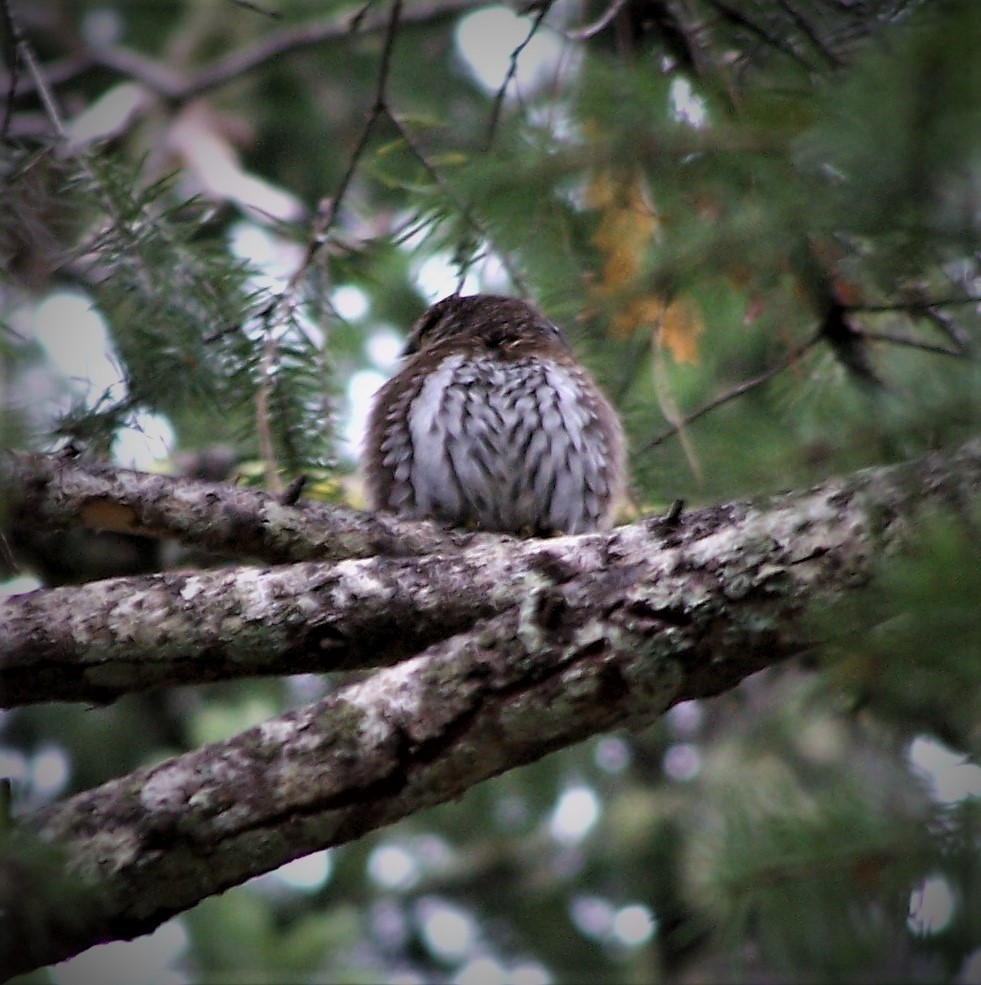 Northern Pygmy-Owl - ML393241981