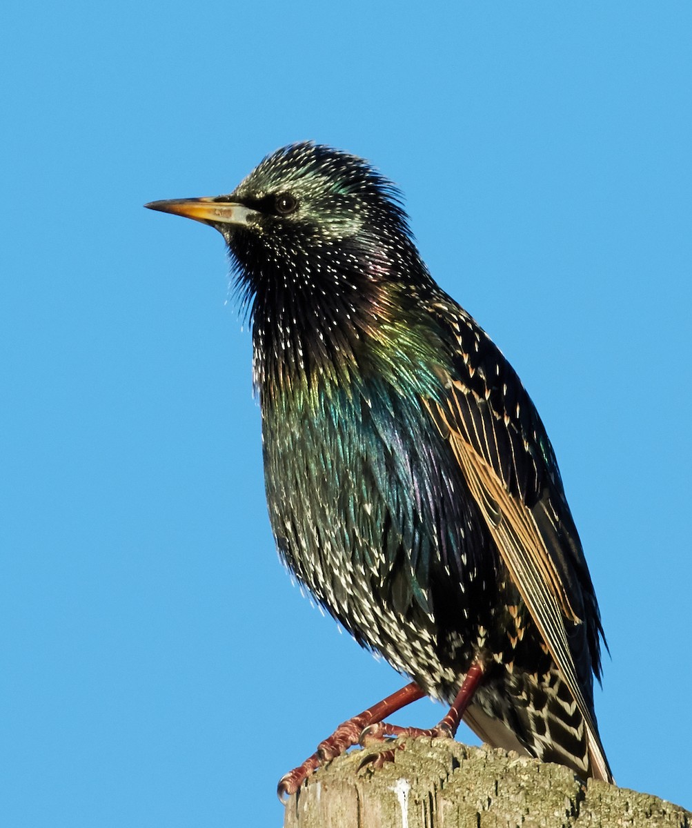 European Starling - ML39324301