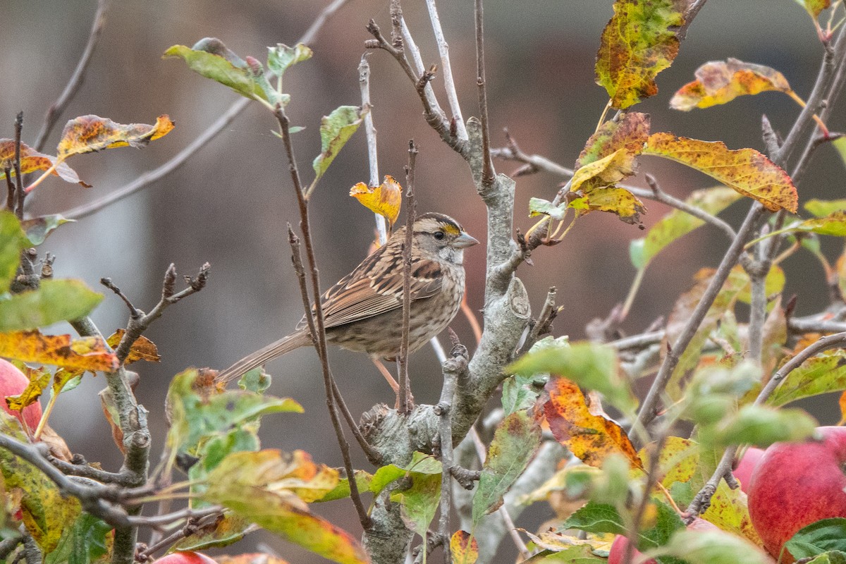 White-throated Sparrow - Joshua Stacy
