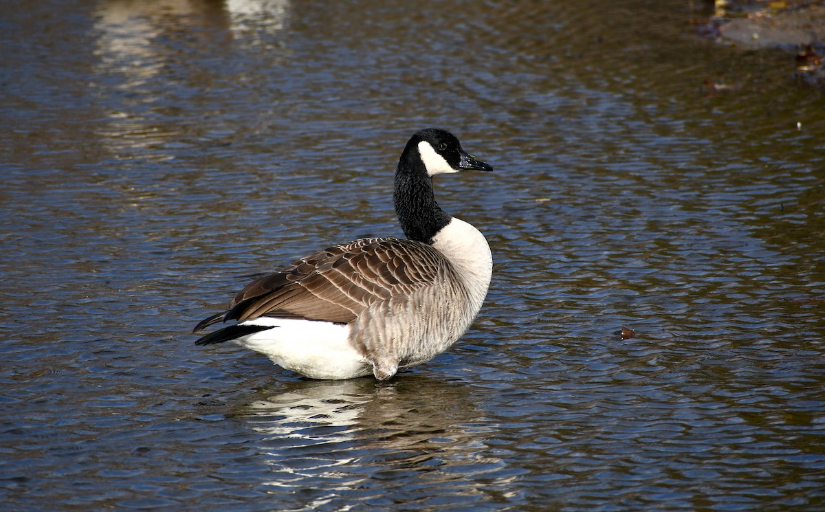 Canada Goose - Chelsey E