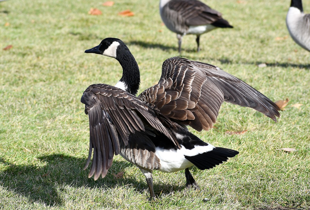 Canada Goose - Chelsey E