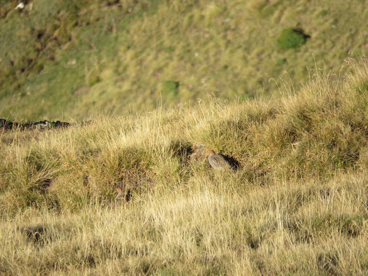 Gray Partridge - ML393246491