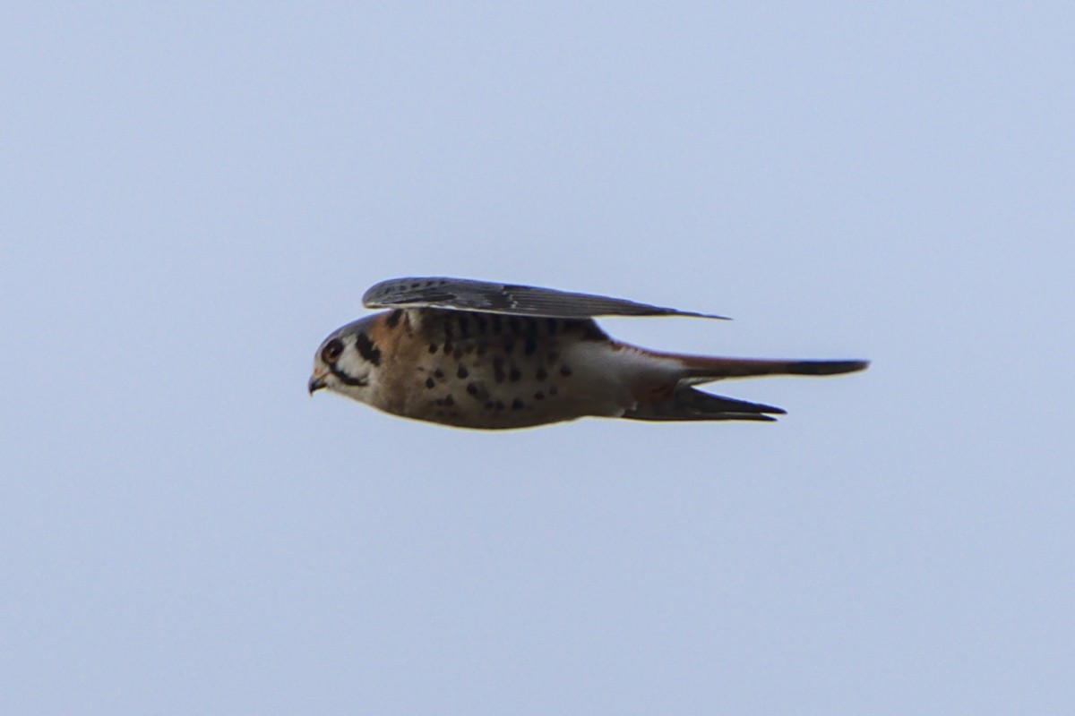 American Kestrel - ML393247411