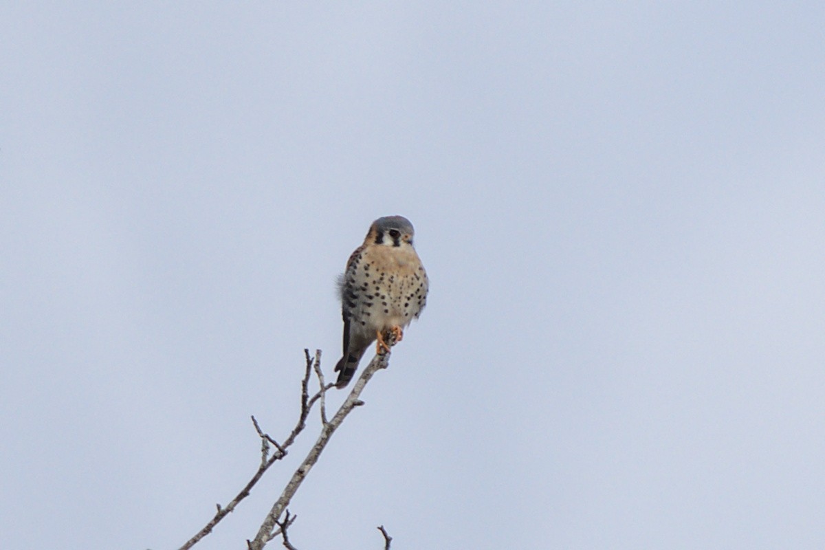 American Kestrel - ML393247421