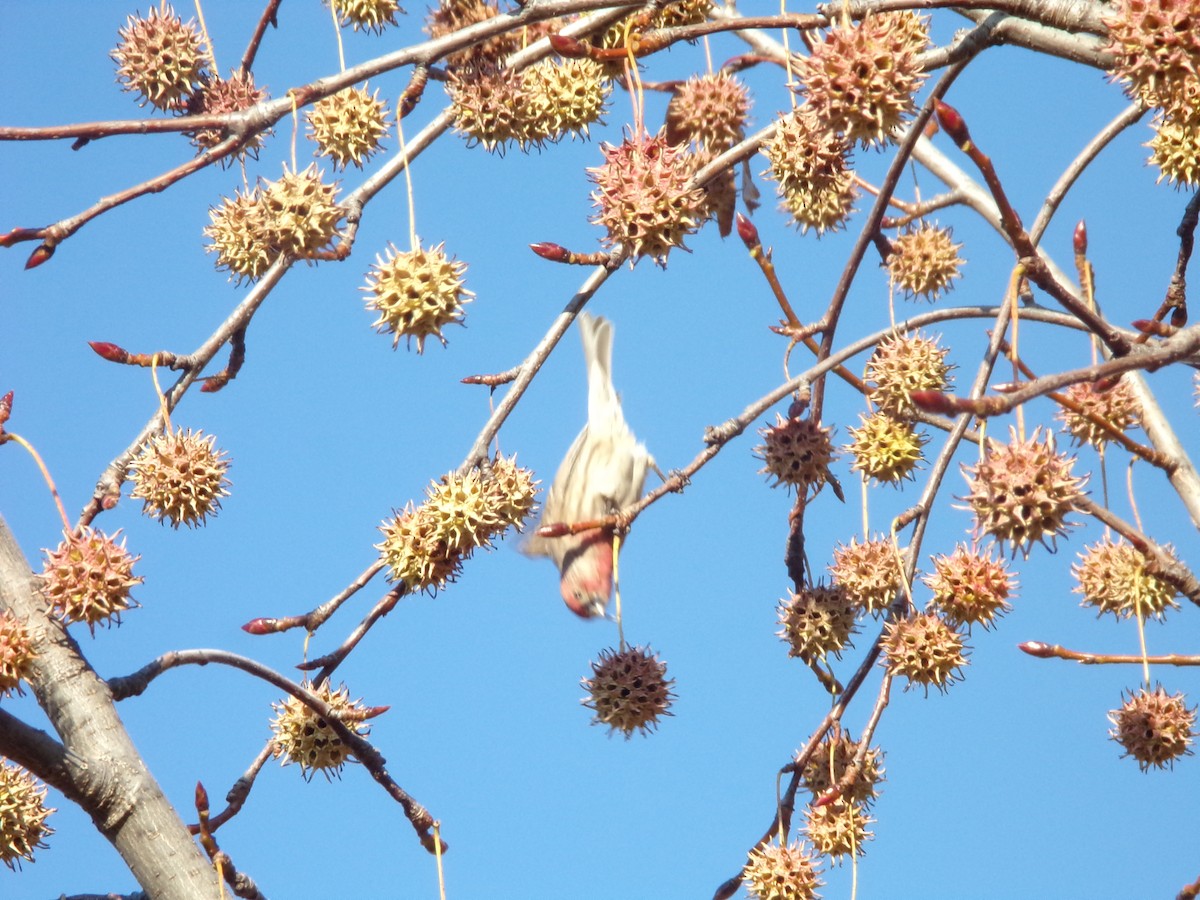 House Finch - ML393248061